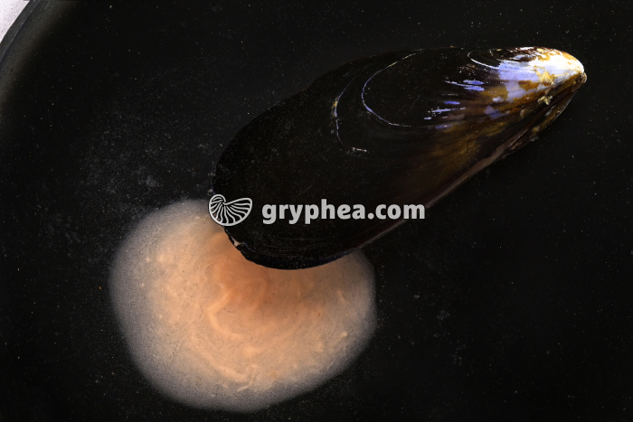 Emission des produits génitaux chez une Moule femelle - gryphea.org